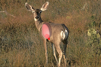 Mule deer in quartering away position