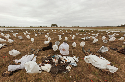 Rag goose hunting spread