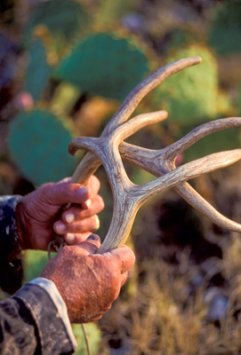 Close-up of hunter holding deer antlers