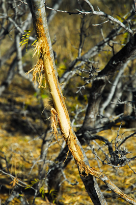 Rub on branch