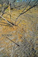 Sign of scrape and rub