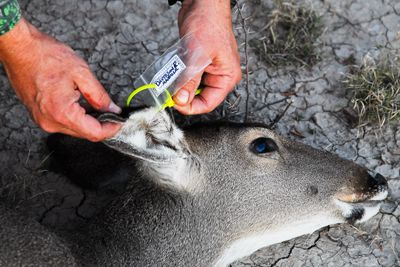 Tagging deer