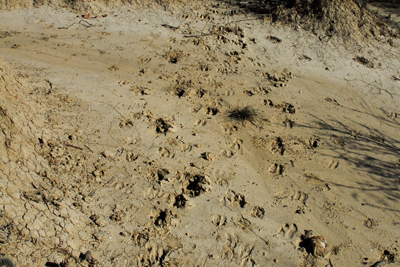 animal tracks in the dirt