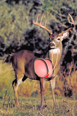 White-tailed deer in quartering toward position