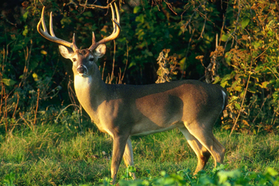 White-tailed deer