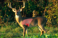 White-tailed deer with vital area indicated