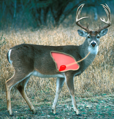 Image of White-tailed deer buck indicating vital area