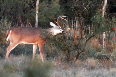 Buck rubbing