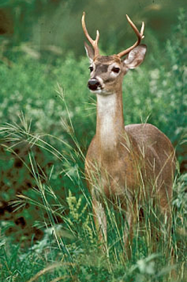 Head on angle of White-tailed deer