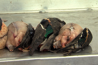 plucked ducks with one wing attached as per regulations