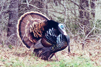 Wild turkey