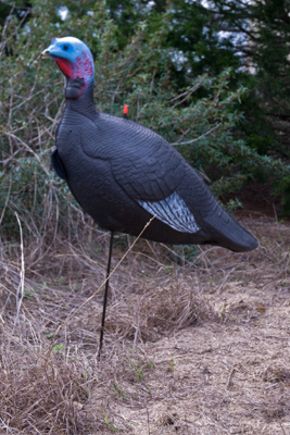 Turkey decoy