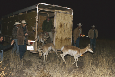 pronghorn capture and re-release