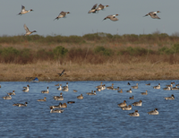 Canada Geese at South Padre Island