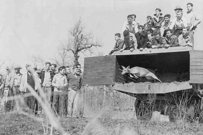 Deer Release at Gus Engling WMA