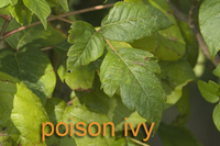 Primer plano de hojas de hiedra venenosa