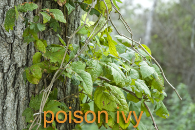 Poison ivy