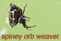 spiny orb væver edderkop