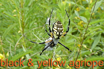 Black and yellow Agriope