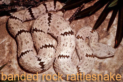 Banded Rock Rattlesnake