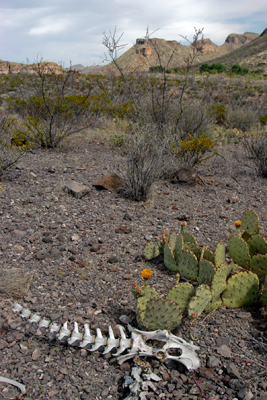 Big Bend terrain