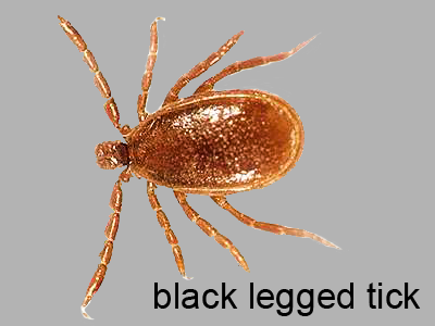 Black legged tick, male