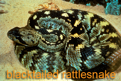 Black-tailed Rattlesnake