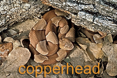 Broadbanded Coperhead Snake