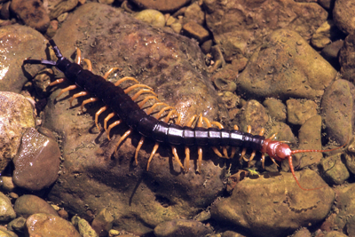 centipede