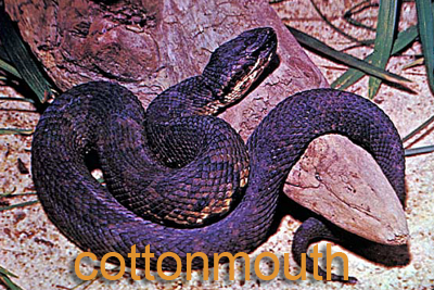 Cottonmouth Snake