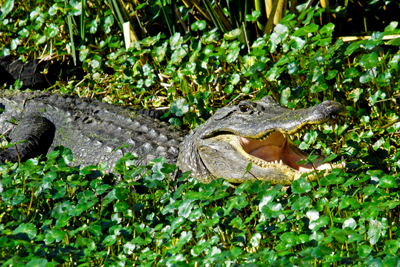 Alligator