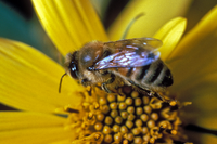 honningbi på blomst