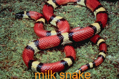 Milk snake