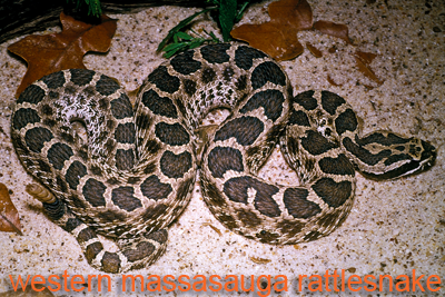 Western Massasauga Cascavel