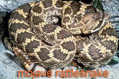 Mojave Rattlesnake