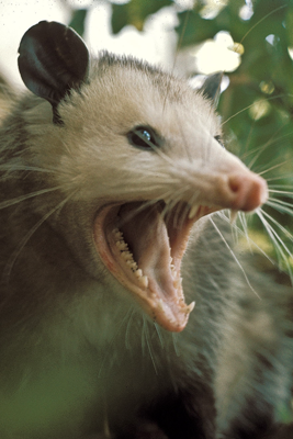 Opossom