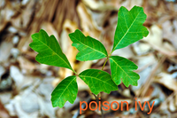 poison ivy leaflets