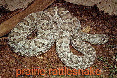 Prairie Rattlesnake