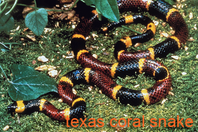 Coral snake