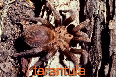 Tarantula