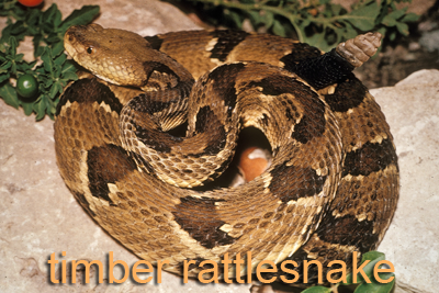 Timber Rattlesnake