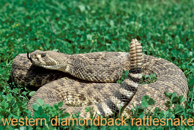 vestlige Diamondback slange oprullet