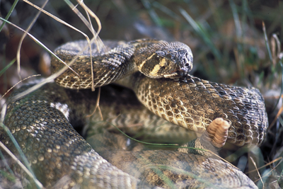 Western Diamondback snake