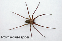 brun eneboer edderkop