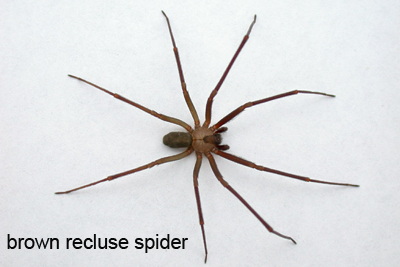 Brown recluse spider