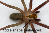 Tarkennettu yksityiskohta ruskeasta erakkohämähäkistä