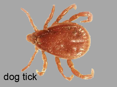 Brown dog tick, male