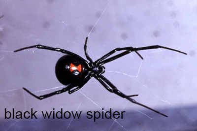 purple widow spider