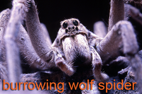 Burrowing wolf spider