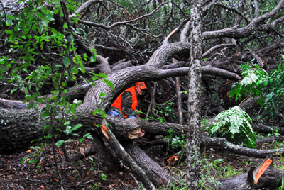 Brush pile for shelter